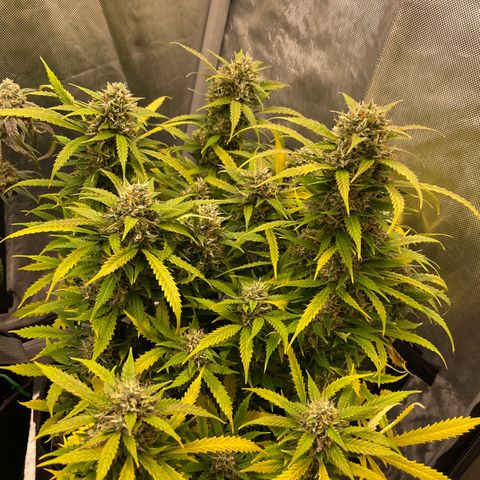GMO cookies  growlog timeline photo