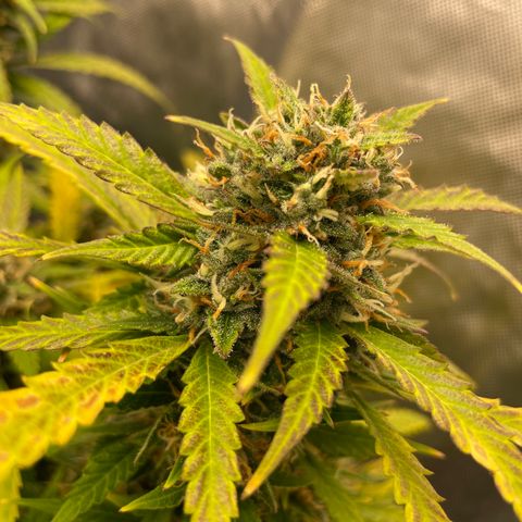 GMO cookies  growlog timeline photo