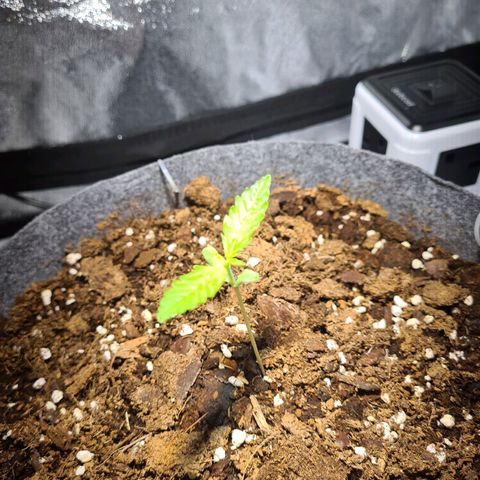 Double Kush Cake Auto growlog timeline photo