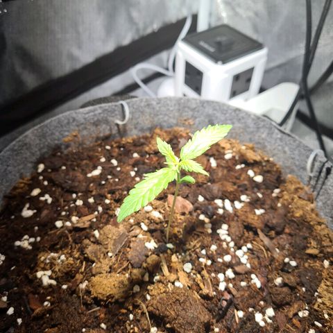 Double Kush Cake Auto growlog timeline photo