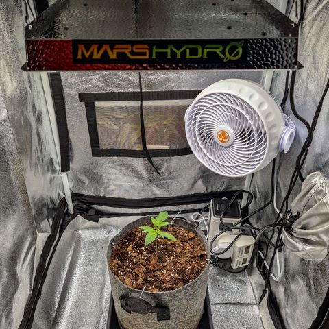 Double Kush Cake Auto growlog timeline photo