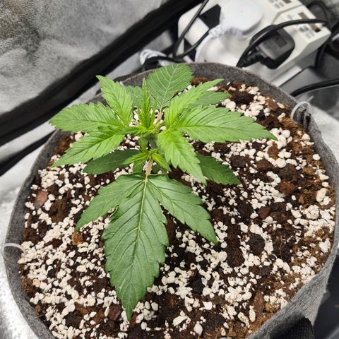 Double Kush Cake Auto growlog timeline photo