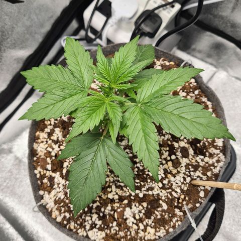 Double Kush Cake Auto growlog timeline photo