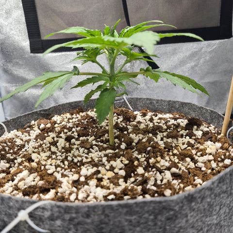 Double Kush Cake Auto growlog timeline photo