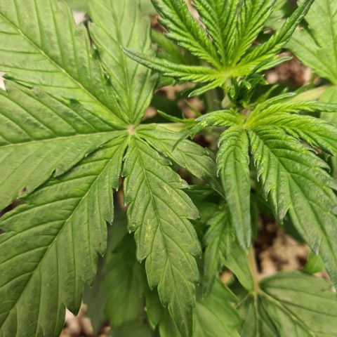 Double Kush Cake Auto growlog timeline photo