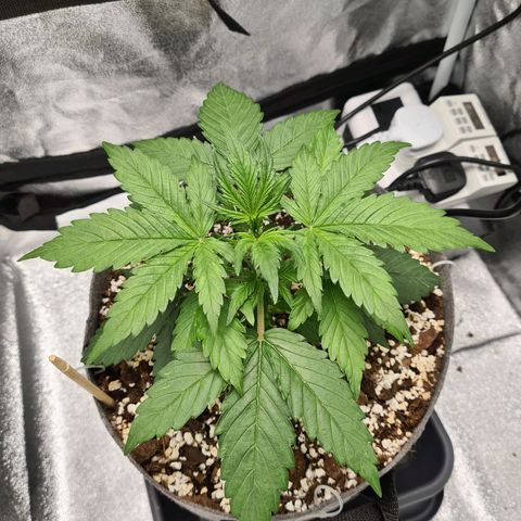 Double Kush Cake Auto growlog photo: Looking Good 😎