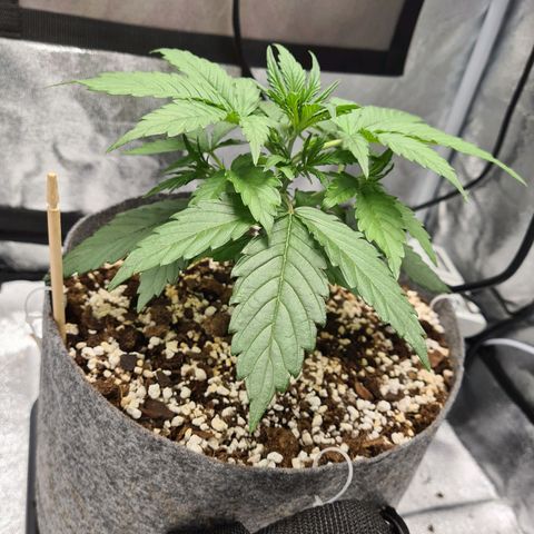 Double Kush Cake Auto growlog photo: Looking Good 😎