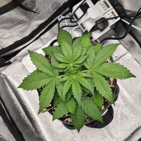 Double Kush Cake Auto growlog timeline photo