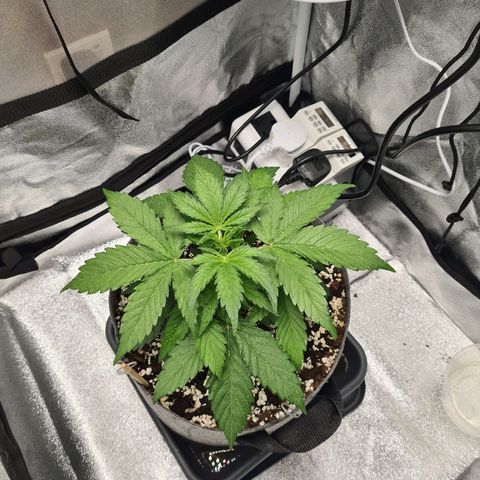 Double Kush Cake Auto growlog timeline photo