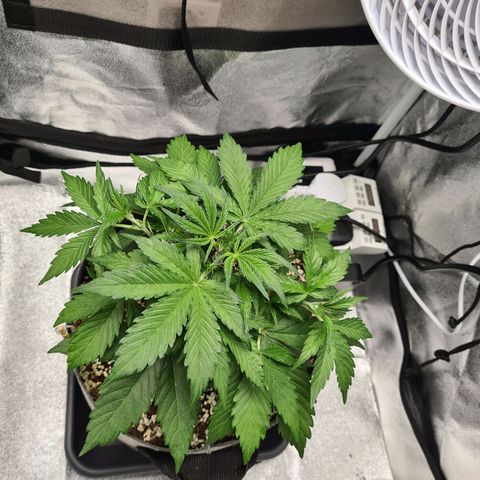 Double Kush Cake Auto growlog photo: Girls getting bushy now tucking some of those fan leaves out the way