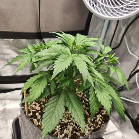 Double Kush Cake Auto growlog photo: Girls getting bushy now tucking some of those fan leaves out the way
