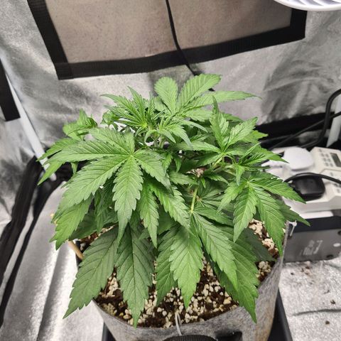 Double Kush Cake Auto growlog timeline photo