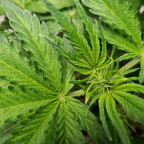 Double Kush Cake Auto growlog photo: Flowers???