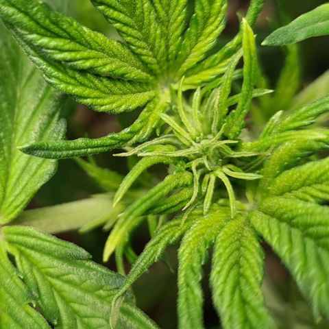 Double Kush Cake Auto growlog timeline photo