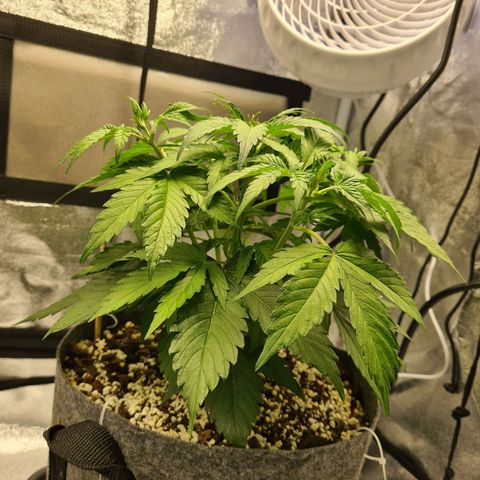Double Kush Cake Auto growlog timeline photo