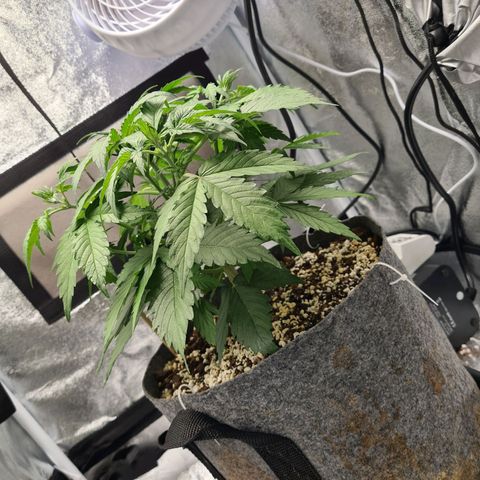 Double Kush Cake Auto growlog timeline photo