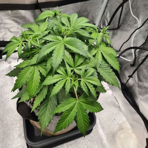 Double Kush Cake Auto growlog timeline photo