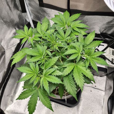 Double Kush Cake Auto growlog timeline photo