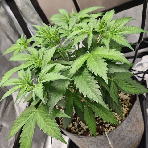 Double Kush Cake Auto growlog timeline photo