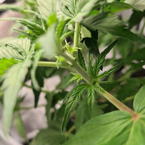 Double Kush Cake Auto growlog timeline photo