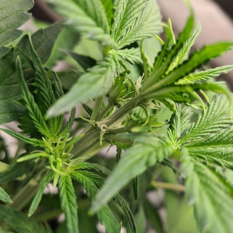 Double Kush Cake Auto growlog photo: Here they come 🍍