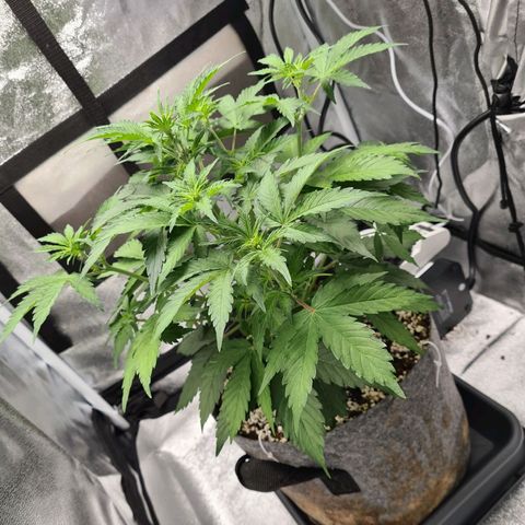 Double Kush Cake Auto growlog timeline photo