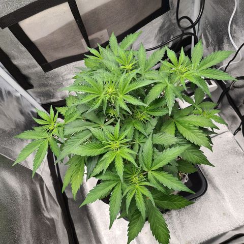 Double Kush Cake Auto growlog timeline photo