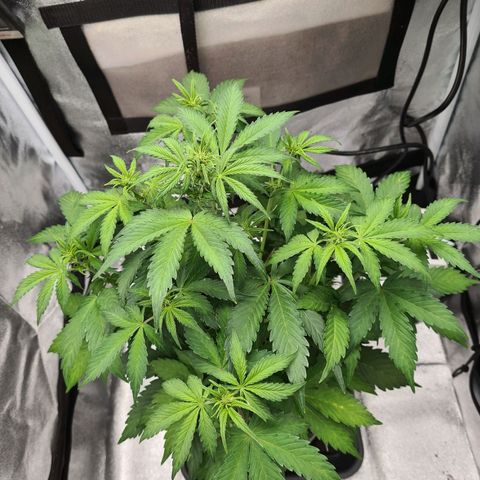 Double Kush Cake Auto growlog photo: Concerned about pale leaves up'd nutrients to full recommended dose 