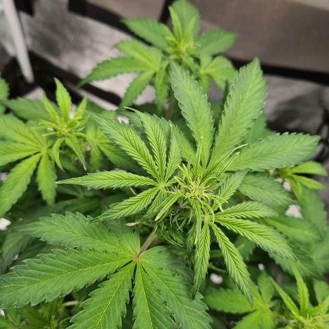 Double Kush Cake Auto growlog photo: Concerned about pale leaves up'd nutrients to full recommended dose 