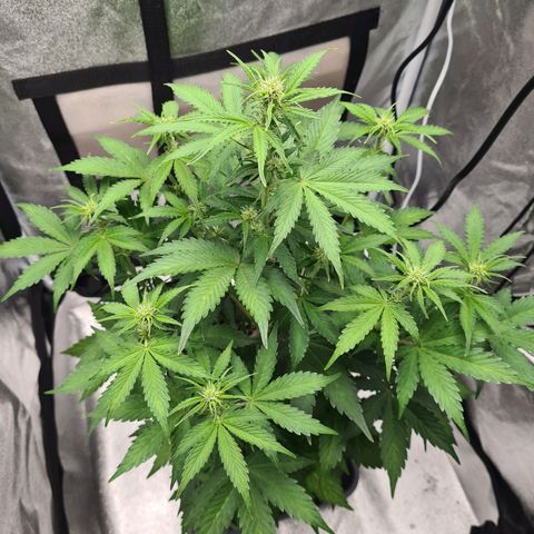 Double Kush Cake Auto growlog timeline photo
