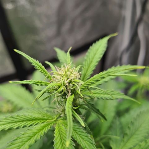 Double Kush Cake Auto growlog timeline photo