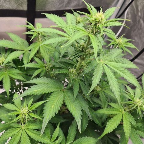 Double Kush Cake Auto growlog timeline photo