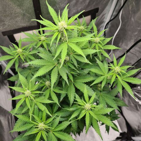 Double Kush Cake Auto growlog timeline photo