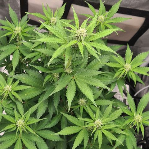 Double Kush Cake Auto growlog timeline photo