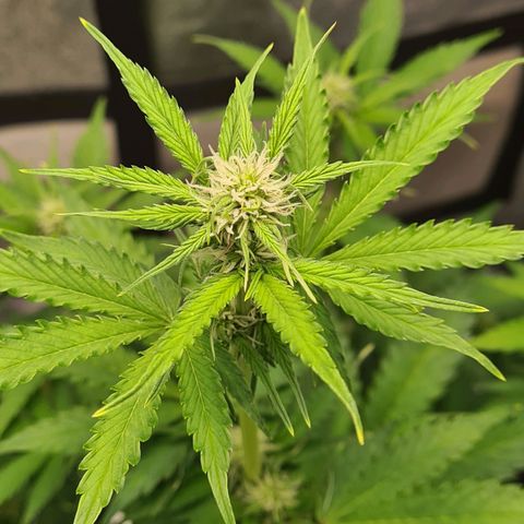 Double Kush Cake Auto growlog timeline photo