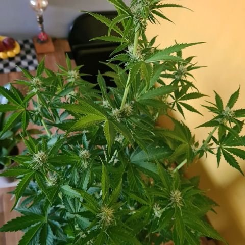 Double Kush Cake Auto growlog timeline photo