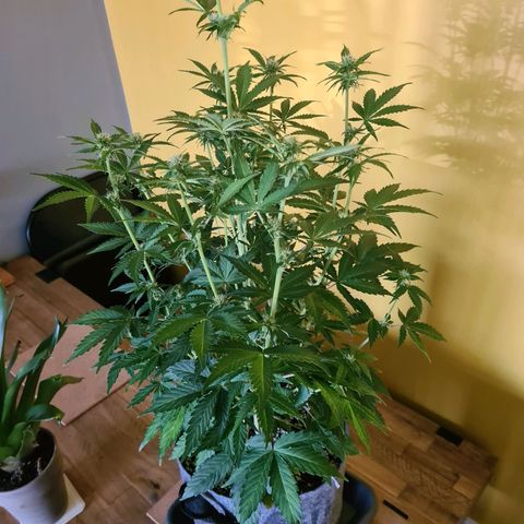 Double Kush Cake Auto growlog timeline photo