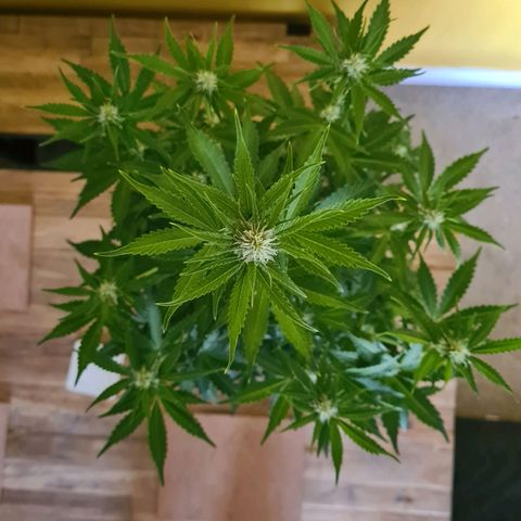 Double Kush Cake Auto growlog timeline photo