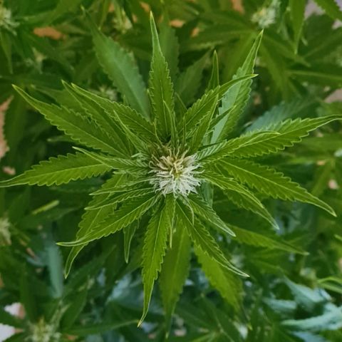 Double Kush Cake Auto growlog timeline photo