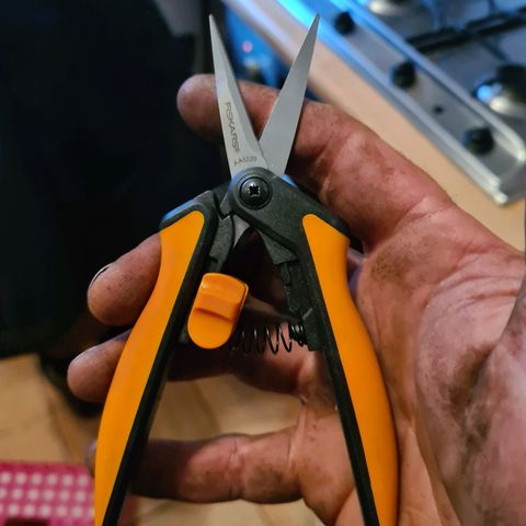 Double Kush Cake Auto growlog photo: Trimming scissors have arrived 😎