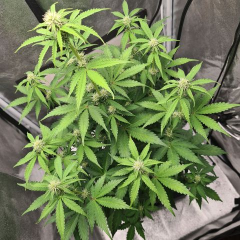 Double Kush Cake Auto growlog timeline photo