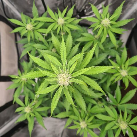 Double Kush Cake Auto growlog timeline photo