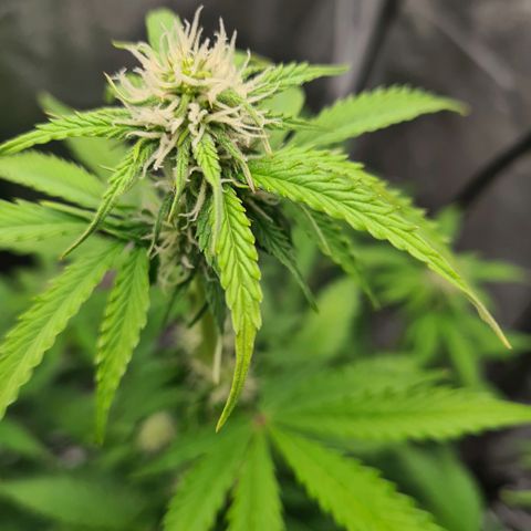 Double Kush Cake Auto growlog timeline photo