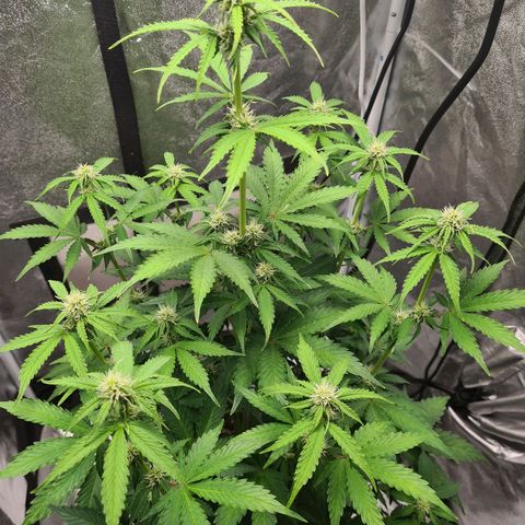 Double Kush Cake Auto growlog timeline photo