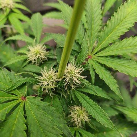 Double Kush Cake Auto growlog timeline photo