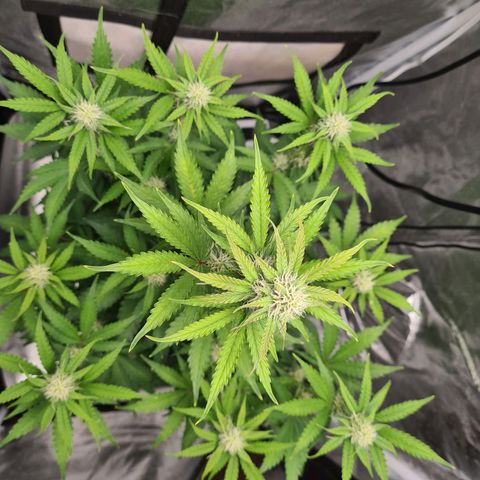 Double Kush Cake Auto growlog photo: Pics taken end of day 