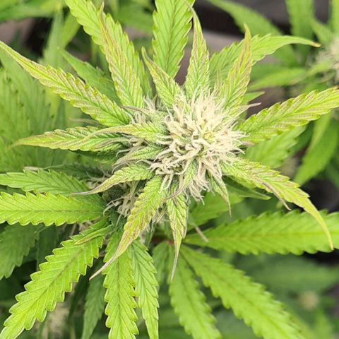 Double Kush Cake Auto growlog photo: Pics taken end of day 