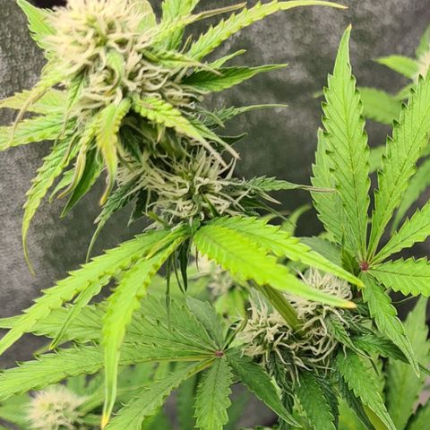 Double Kush Cake Auto growlog photo: Pics taken end of day 