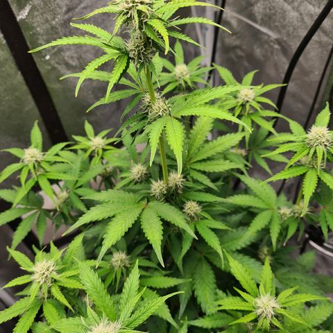Double Kush Cake Auto growlog photo: Pics taken end of day 