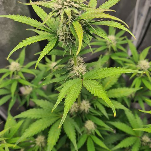 Double Kush Cake Auto growlog timeline photo